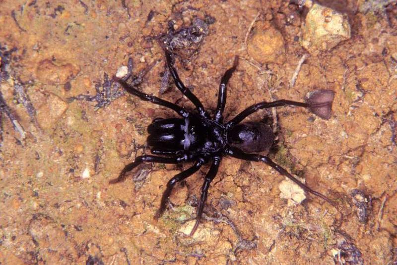 Atypus_piceus_P1079_Z_90_Les Gris_Frankrijk.jpg